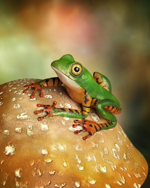 Fun Guy
Nature makes me happy... bring on spring

alessandro's frog

SAOTW ~ 04/06/19
Keywords: SAOTW ~ 04/06/19