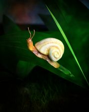 snail01bsmall.jpg
