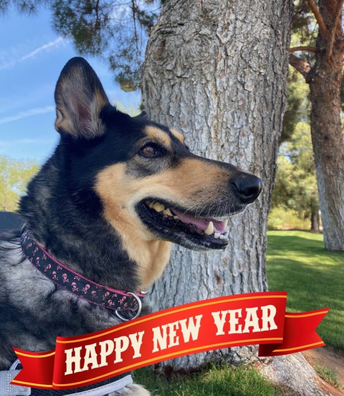 Happy New Year
Ruby The Wonder Dog and I wish you a Happy and Wonderful New Year SAOTW ~ 01/01/22
Keywords: SAOTW ~ 01/01/22