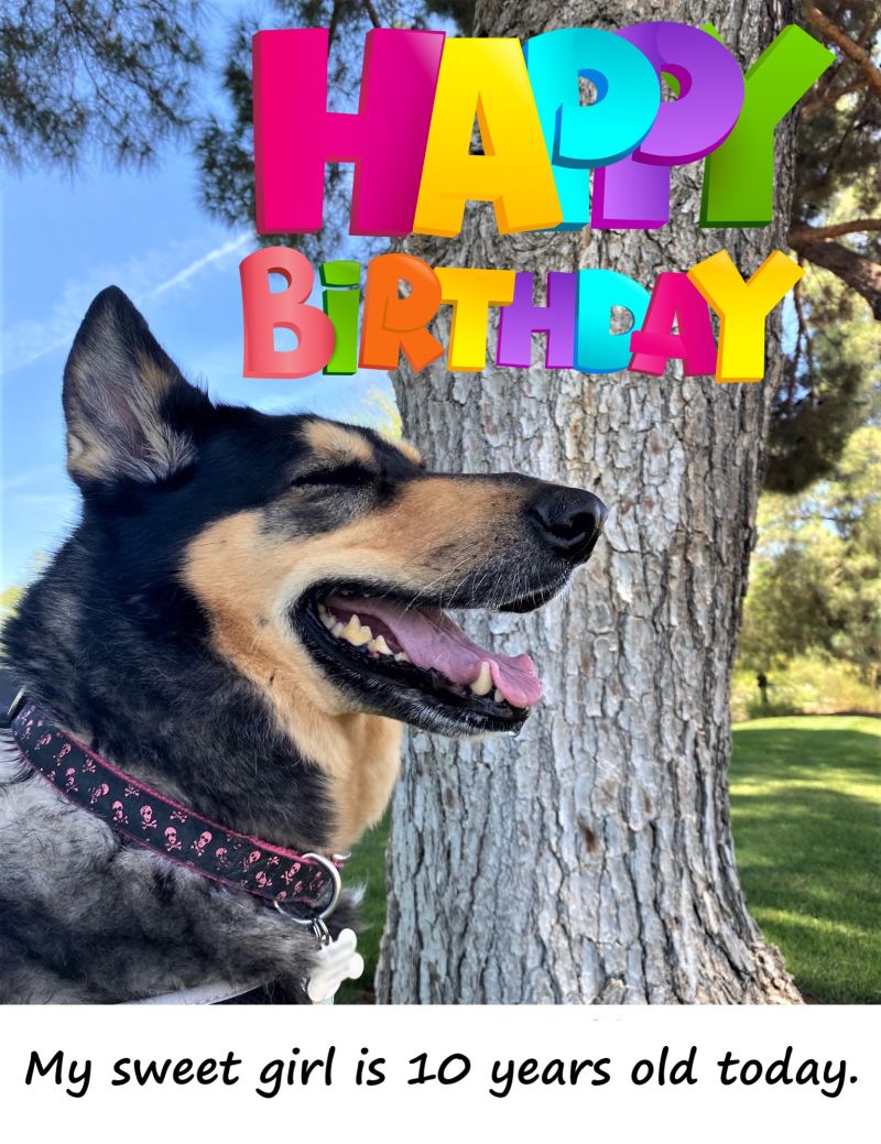 To the best dog ever Happy Birthday Ruby
