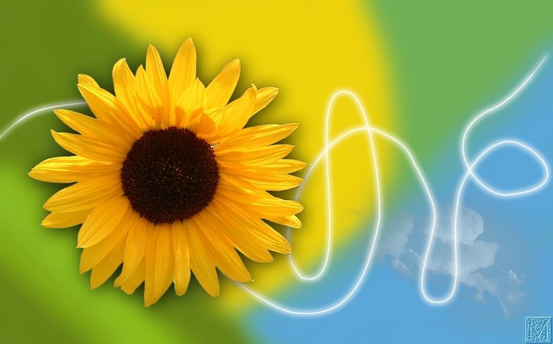 Sunflower
I tried to make a PS tutorial in Gimp. This is my first Gimp image. Here you can see the tutorial: http://www.adobetutorialz.com/articles/3093/1/Sunflower-Wallpaper
