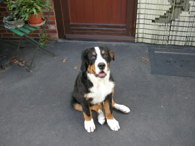 Rocco
here our new member of the family Rocco the Benner Sennen
thanks for looking and comment
