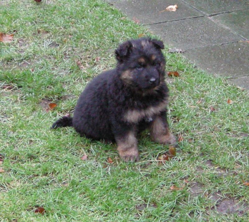 Welcome Zino
German Shepherd
