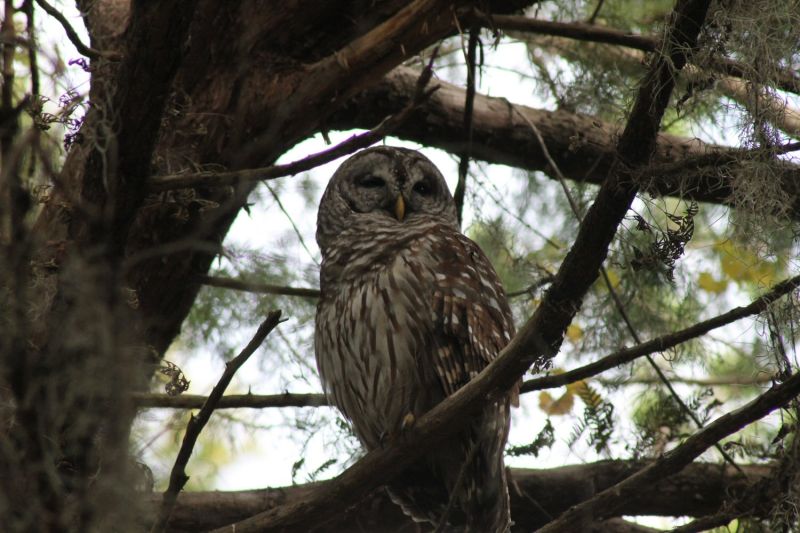 here is an owl - SAOTW winner 09/30/23
 pic of owl resting/sleeping

