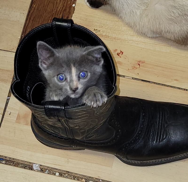 Puss in Boot
Freya
Keywords: Photo 