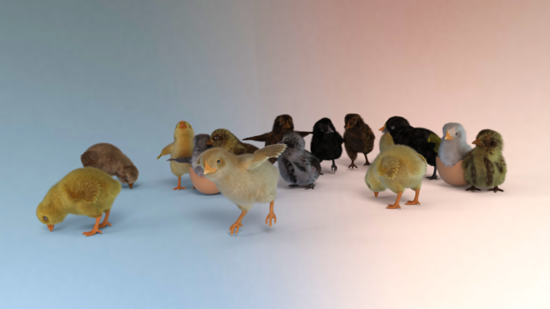 Chickies
There is a joke in a group I invade about "frog lives matter" so my friend asked me to do an image for "chick lives matter". The group is heavily into ball pythons, and exotics, prominently reptiles.
Keywords: chicks baby-bird baby-chick chicken chick chickie