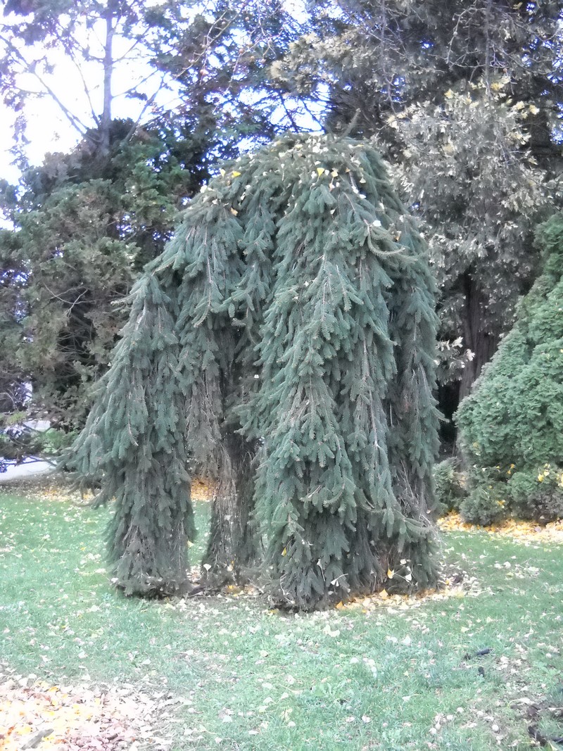 Cousin Itt
"Cousin Itt" is the nickname I gave to that tree when I saw how it changed since the years I didn't go in the main park of the town!
