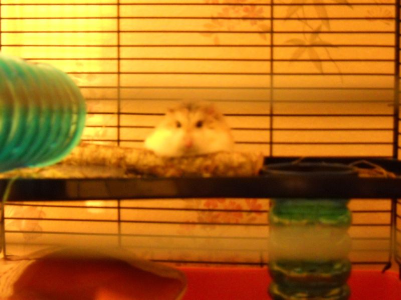 Farewell Donald
He was 2 years 2 months and 15 days. He crossed the rainbow bridge around 7:50PM today, in our hands.
Donald was the big boy of the 3. The one who was very depressed during first weeks at home, because the wheel from the cage couldn't work for him. So he ate, ate and ate, at a point he was almost impossible for him to move in his pipes. Then the wheels commanded aside arrived before the date... and he jumped in his own as sooner as he had it in the cage, so pleased by! He was in fact the first to understand those weird things on feet where wheels.
He learnt later than Coquinette and B�b� Castor to walk on his horizontal pipe, and he didn't like that the twice he tried. But he invented the "I suspend myself by a posterior foot at my platform" and learnt it to Coquinette, just because she was a period where going from the top in her wheel was her pleasure and she was a little bad on that - until the Donald's solution.
Donald was always the "cool one", but like his brother he obeyed to Coquinette when it was time to make music on the bars in the night. Their kind of competition, and Donald was the best of the 2 guys at that game.
He was also "Mini Forecast Weather" when we lived in our previous flat. Because he felt until 24 hours before the thunderstorms, and had a weird behavior at those moments; but when the storm was there, he acted normally.
This is a old photo, but I feel it like showing how cool he was (he put a part of his nest from the bottom to that platform). Rest in peace baby, and have fun with your brother (left last November  http://www.thefantasiesattic.net/attic/cpg/displayimage.php?pid=40453 ) and sister (left a little more than 2 months ago http://www.thefantasiesattic.net/attic/cpg/displayimage.php?pid=41319 ).
