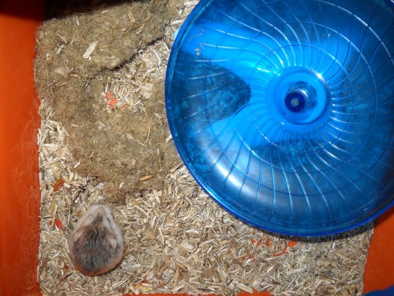 Farewell Coquinette
She was 2 years and 12 days. She passed over the rainbow bridge this night, in her sleeping time, somewhere after a last play in her beloved wheel.
Coquinette was the leader of the 3 hamsters, commanding to her brothers in their first year of life. She decided it was time to eat the bars, they did it. It was time to eat the plastic platforms just because, they obeyed.
She was also the little "spider-hamster" of the team: during almost 1 year she went until the top platform, then continued on the last bars, and hanged on the roof bars, going from a side to the other - and in the long way! Yeah, after all, the outside door is that way, isn't it?
She was the one who learnt to her little brother B�b� Castor to walk and run on the horizontal pipe, not inside.

This photo, at the beginning of the month, is the first I was able to take from one of them in a long time. The rest of time, all that is possible with hamsters are videos, because they are too fast.

She is now with her little brother, B�b� Castor
http://www.thefantasiesattic.net/attic/cpg/displayimage.php?pid=40453

Rest in peace with him, sweet heart.

