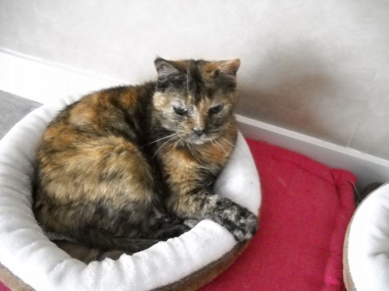 Farewell Giroflée
Giroflée was born somewhere in October 2005. She arrived at home in June 2006, from a shelter. Little size, many curiosity, a very affirmed temper once she showed it. But a true gold heart.
When she was a young lady cat, she loved to look birds, specially meowing with a shaking mouth when they landed on our windows. With time, she found that show boring. When hamsters arrived at home and finally she noticed them, she was interested by a potential snack. Then forgot about them.
She left by the rainbow bridge less than one hour ago.
Rest in peace, sweet Giro, and I hope you already have found Tania.
