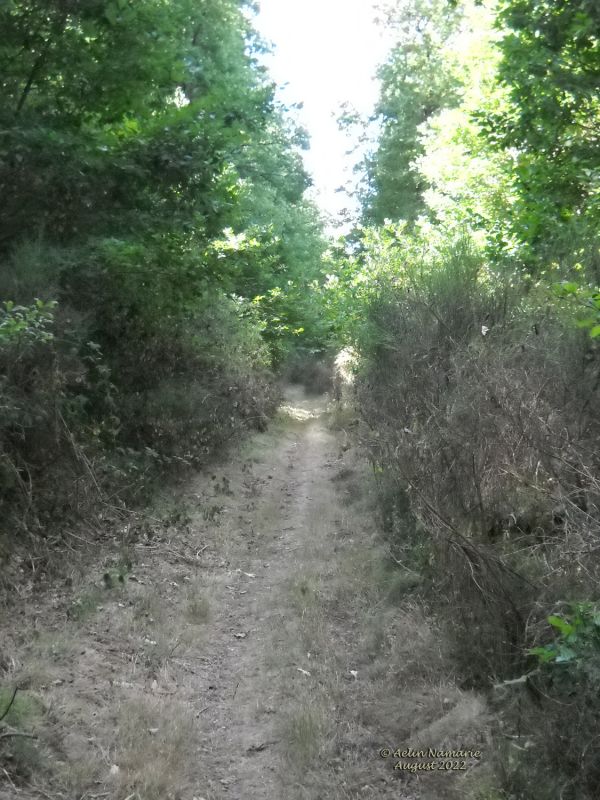 In the hills (1)
So that photo is from the beginning of August. It was on another hill - or in fact in the side of another hill.
The left is forest bringing higher, if you have a rope or a bike I bet! The right, you have a slope with most of time a little forest.
That hill is a part of the "Wood of the Virgo", a pretty quiet place that day. But when I said bike above, it wasn't a joke alas according the tracks on several parts of the left we crossed. There are paths which can't come from walking people. I guess the idiots with their cross bikes we see time to time on the roads (which is forbidden by the law for those bikes) come there.
It wasn't possible to follow the path for hours and hours, it probably continues until the next valley. Concerning the main hill we walked in, it's the most at the right of the photo below (where we see only a little portion)
https://www.thefantasiesattic.net/attic/cpg/displayimage.php?pid=42857
