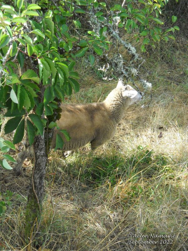 In the hills (5)
So passing from the road to the street, we were surprised to hear than to see... sheeps.
That one was one of 2 (they were at least 8) staying not far away from us. He was surprised by the behavior of his buddy, who litterally fled when we approached from the top, still on the road passing above their heads. I guess he thought we were dangerous with our cameras lol
So yep, at one almost hidden "enter" of the town there are sheeps.
