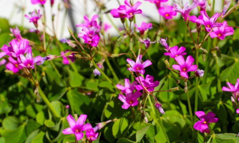Springtime Clover Blooms - AC winner 05/22/23
Clover blooming in the Spring.  
Keywords: Clover Bloom Spring Time