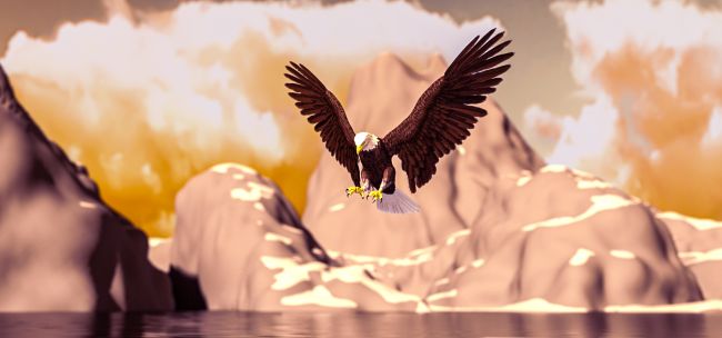 Eagle
Eagle fishing for a meal.
Keywords: Wildlife Eagle