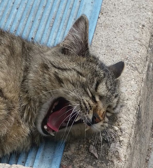 Big Yawn
My lil Tig er's response telling him it's my birthday today.
