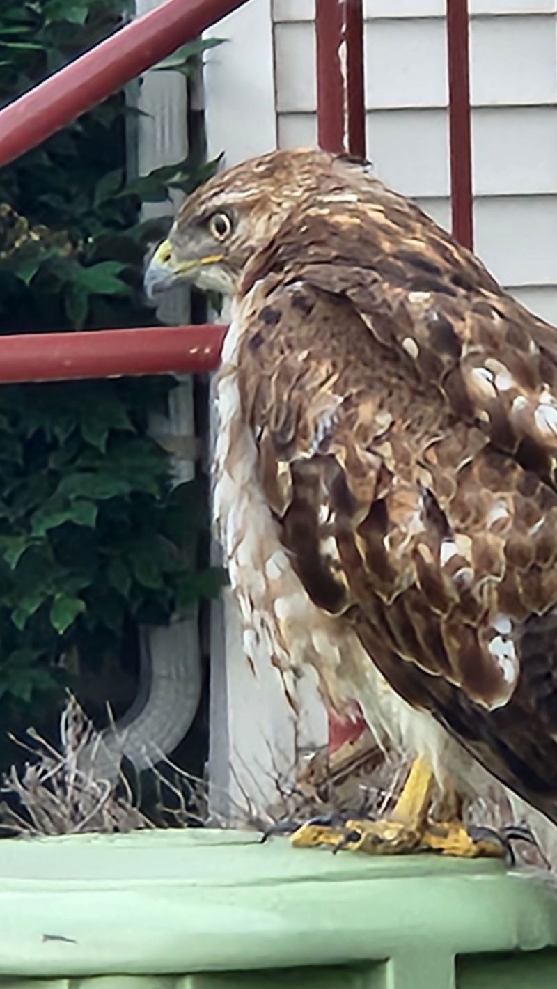 Hawkeye
A large Hawk in my parking lot apartment complex this morning seeking the squirrels running about. 
