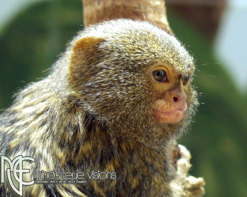 Little Monkey
taken at the Cheyenne Mtn Zoo in 2004
