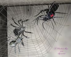 Battle_of_the_Spiders.jpg
