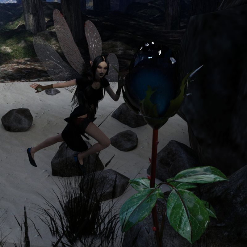 A fairy and the black rose
A fairy finds a rare black rose at the edge of the woods and is entranced by its darkness. 
