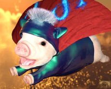 Super_Pig_3.jpg