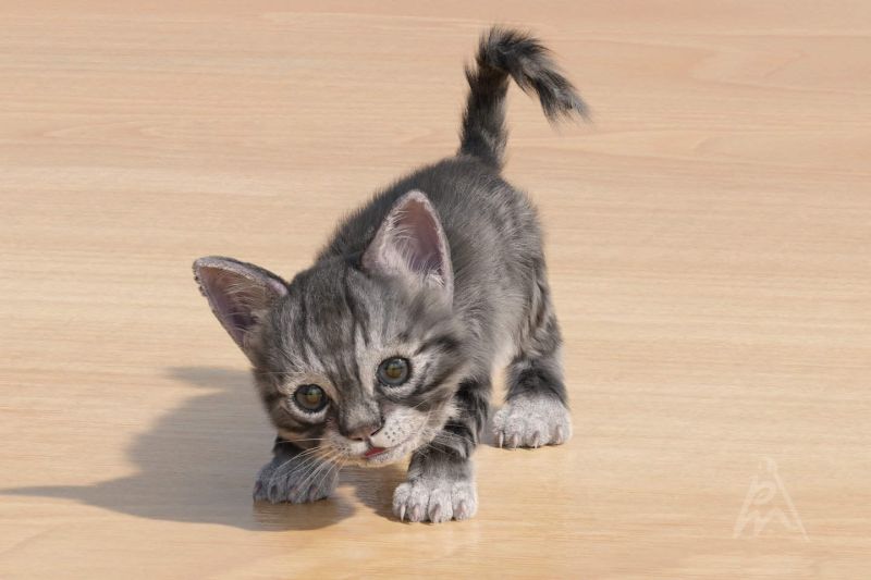 Kitten
A Blender Cycles render of the Blenderkit kitten. It used the hair particle system of Blender.  I created this pose for the kitten. A render from 2019.
Keywords: kitten cat