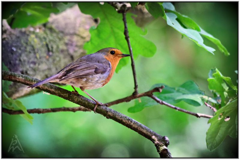 Robin
Before I started with 3D I did much photography.
Keywords: bird robin
